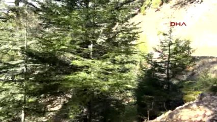 800 Yıllık Sedirler ve Şakayık Mermer Kurbanı