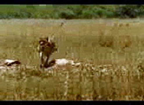 Men run Faster then Lion