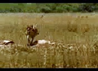 Men run Faster then Lion