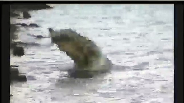 IT'S A CROC EAT CROC WORLD_ Crocodile eats one of its own