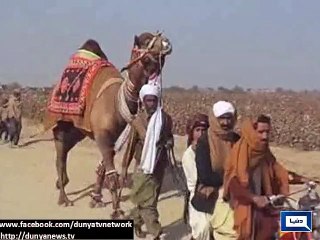 Dunya News - Sajjal wins the traditional camel wrestling contest in Rajanpur