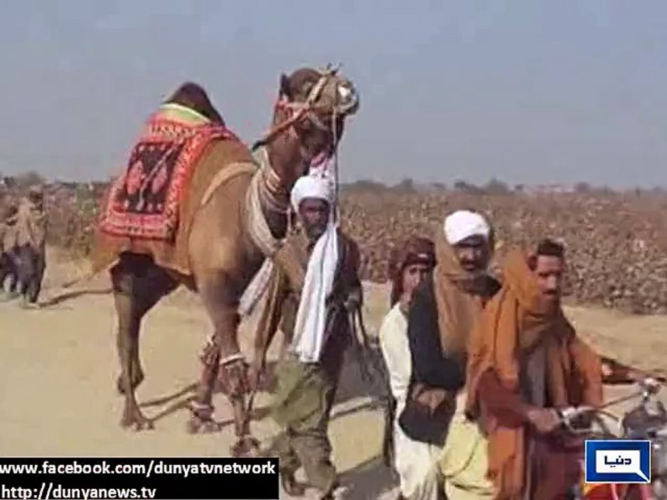 Dunya News - Sajjal wins the traditional camel wrestling contest in Rajanpur