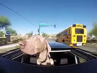 LOL at this dogs expressions!