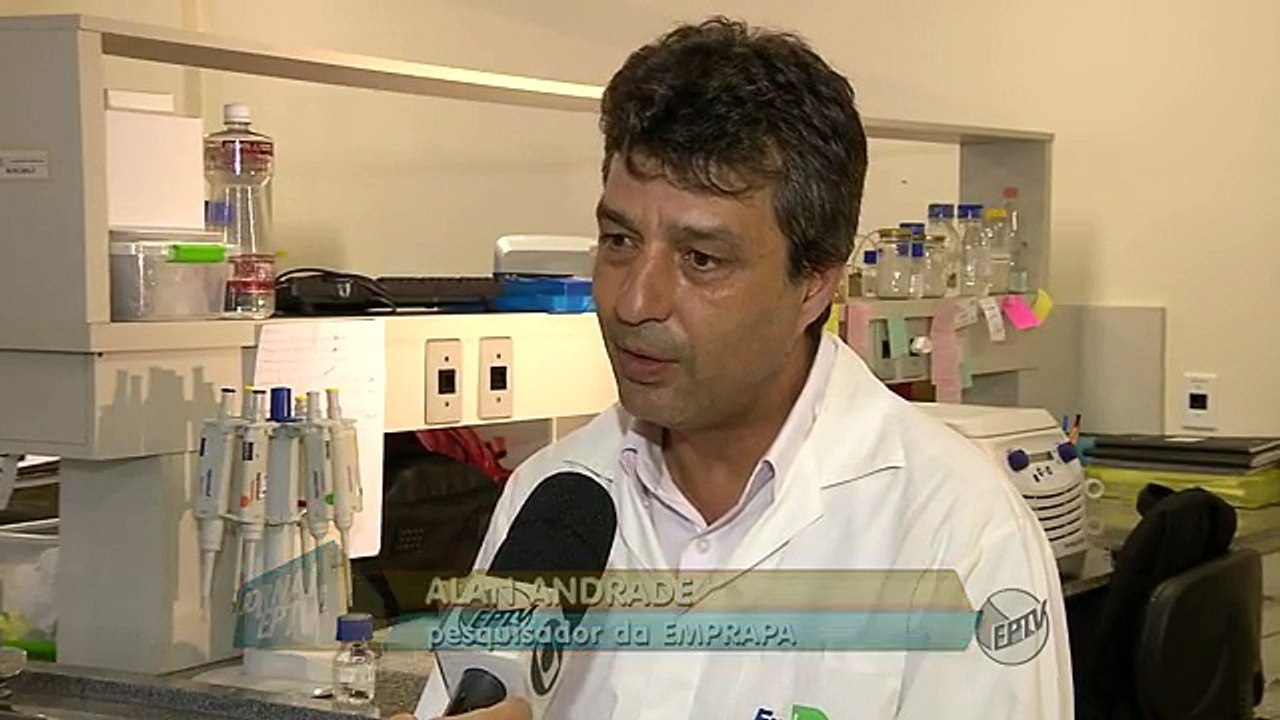 Sequenciamento genético completo do café arábica está pronto