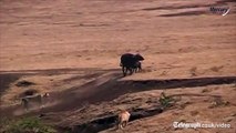 Video- Watch- Hero buffalo saves calf from pride of lions - Telegraph