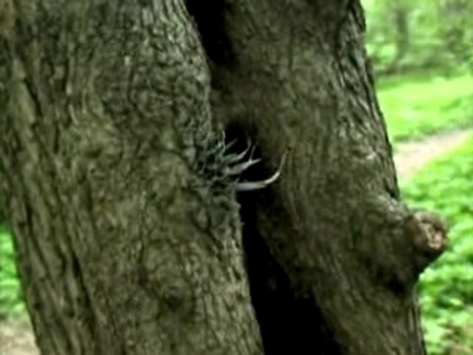 Evolution tree
