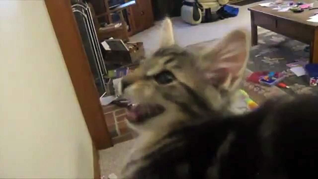 Keçi Sesi Çıkaran Kedi