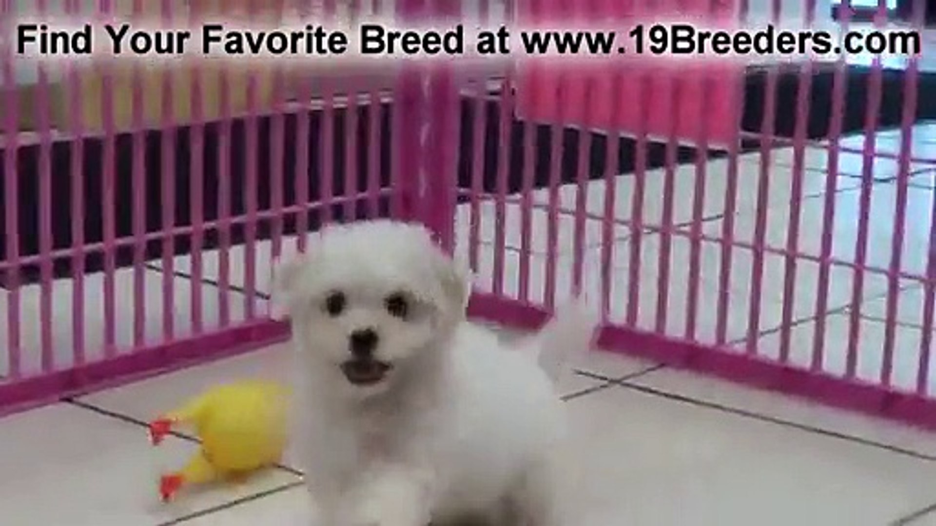 Teacup Bichon Frise Price In India