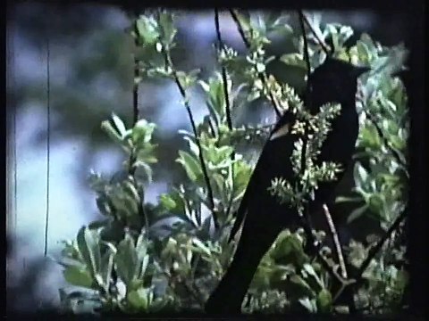 Bella Coola Natural History: Canada Goose, Sora, Northern Pintail, Great Grey Owl, Moose