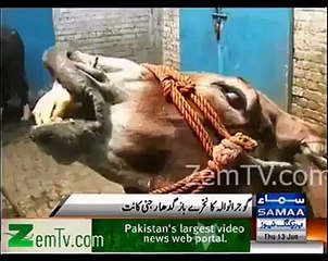 Addicted Khoota