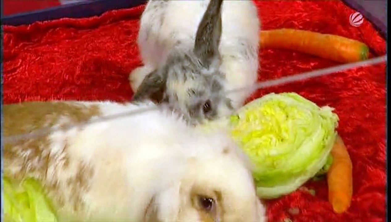 Die Harald Schmidt Show - 2011.12.20