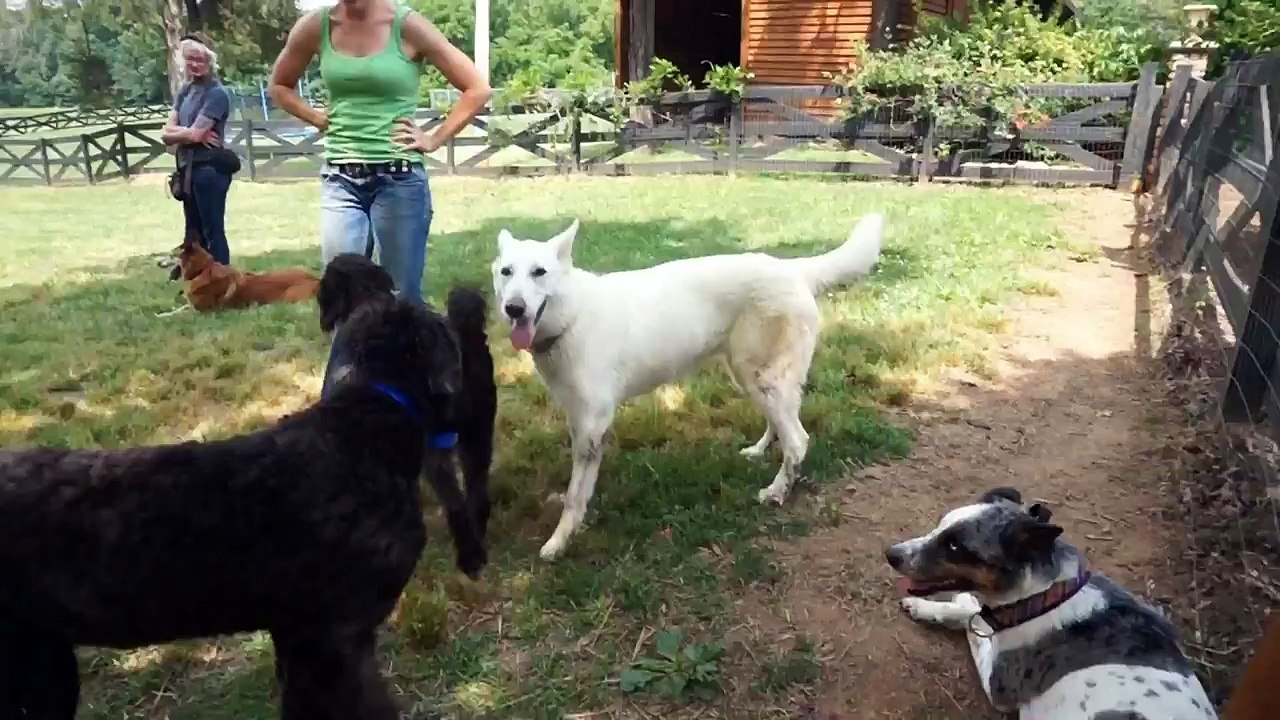 Learn to Be a Dog Trainer - Master Dog Trainer School