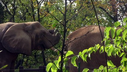 African Elephants