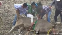 Jaripeo De Rancho En Atacheo Michoacan Mexico Valientes Jinetes Montan Toros Salvajes De La Ganaderia De Los Constructores 12 Diciembre 2014