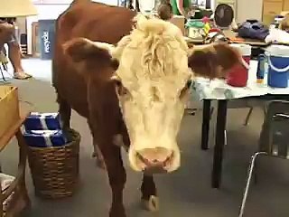 Milkshake  A Rescued Cow with Identity Issues