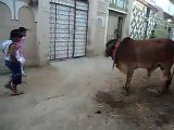 Desi Cow, Japani Version Hahahaha Zubi Fun Zone