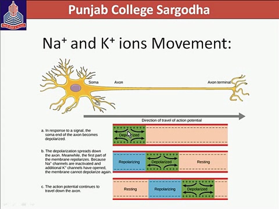 Bio Lec (4)