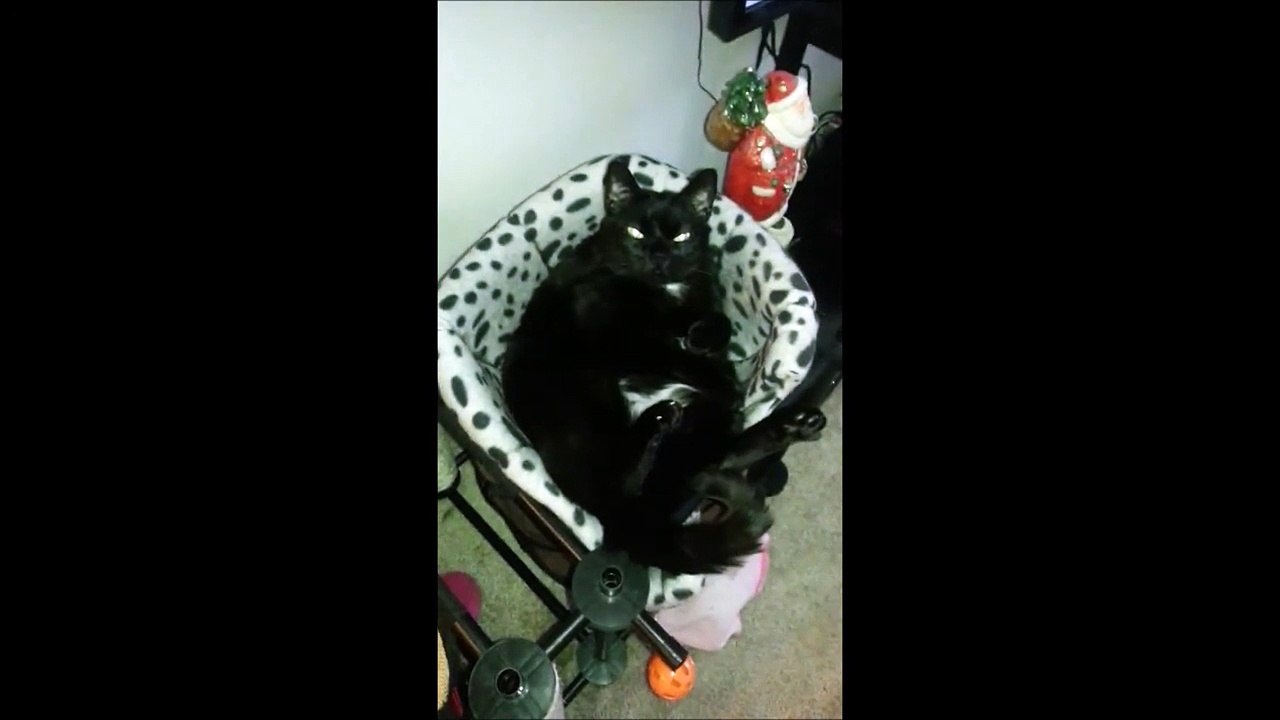 Monkey Cool Cat..