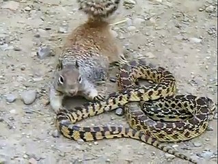 Bull Snake Vs Squirrel Fight