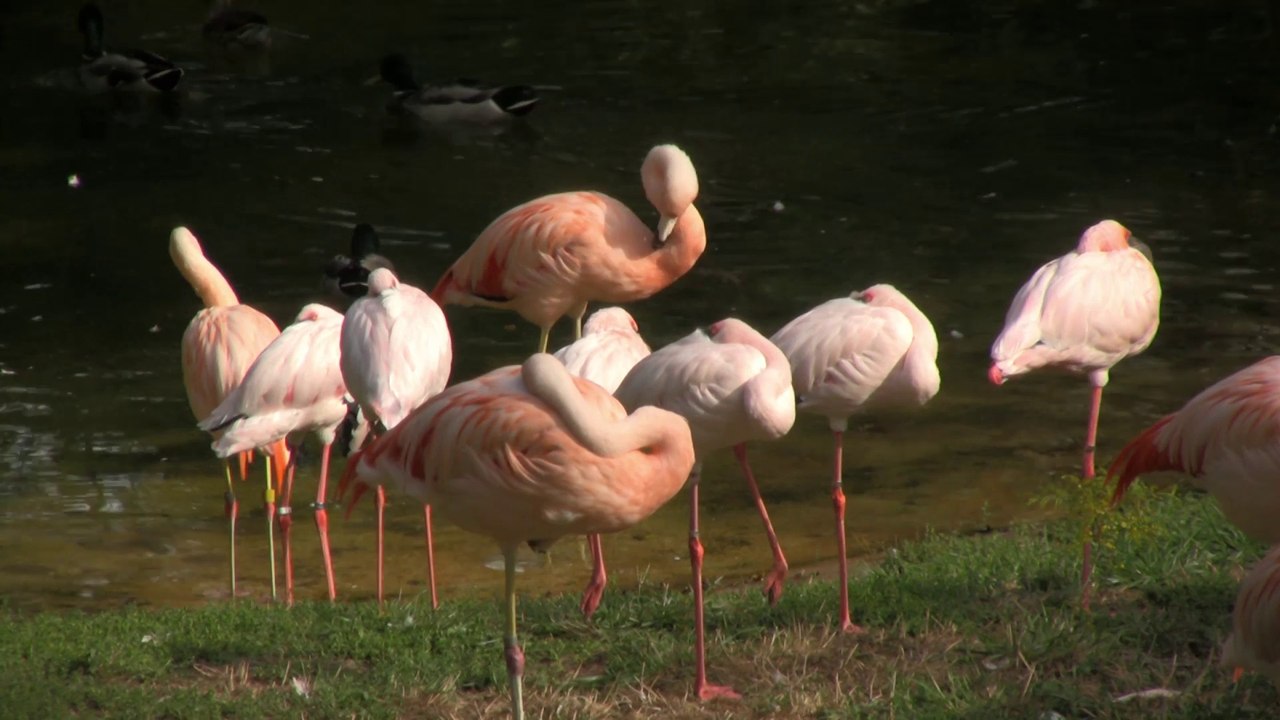 Birds