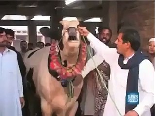 ایک گائے جو گدھے کی آواز نکالنے میں ماہر‬