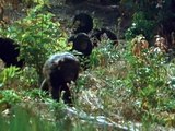 Documentary - National Geographic - 100 Years - Vol 004 - Among the Wild Chimpanzees - 2004