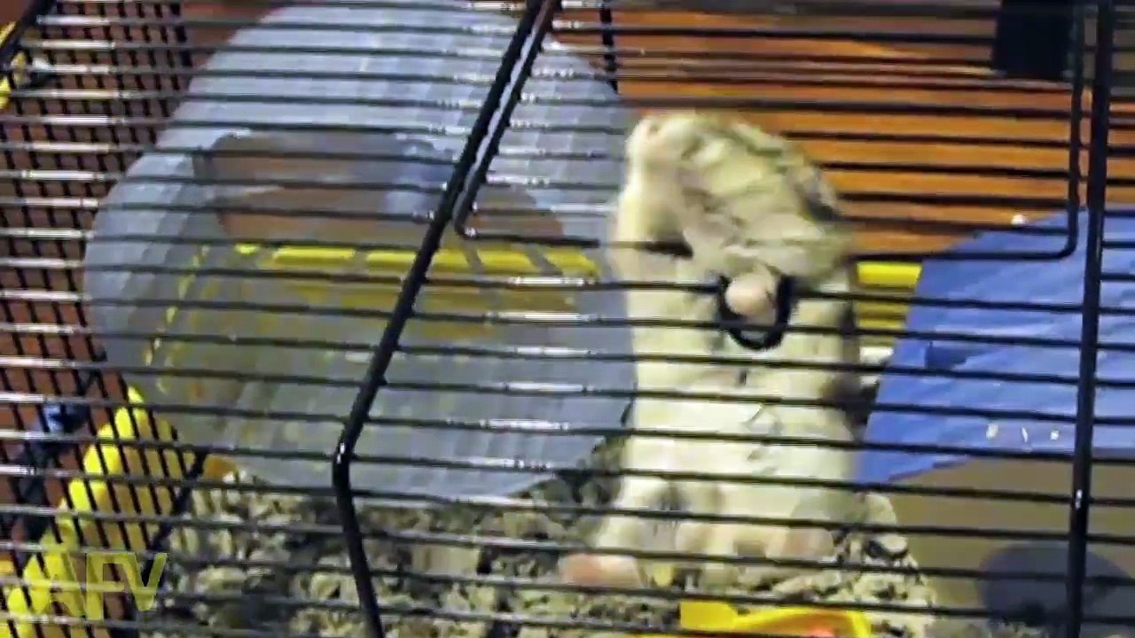 Pets Used Different  Idea To Go Outside