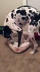 Un dogue allemand géant veut se coucher dans un mini panier!