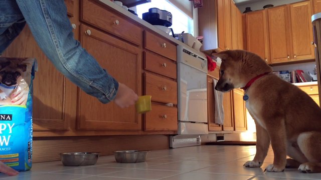 Un jeune chien a peur de sa nourriture. Trop mignon!