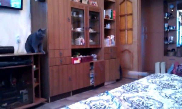 Faire du Ping Pong avec son chat! Hilarant...