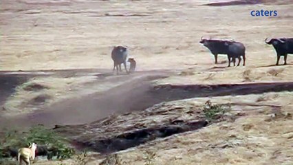 Hero Buffalo Saves Calf From Pride Of Lions