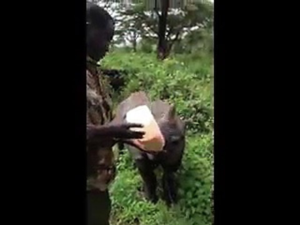 Rhino Breakfast Time! official