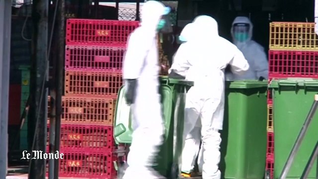 Grippe aviaire : Hong Kong abat des milliers de poulets