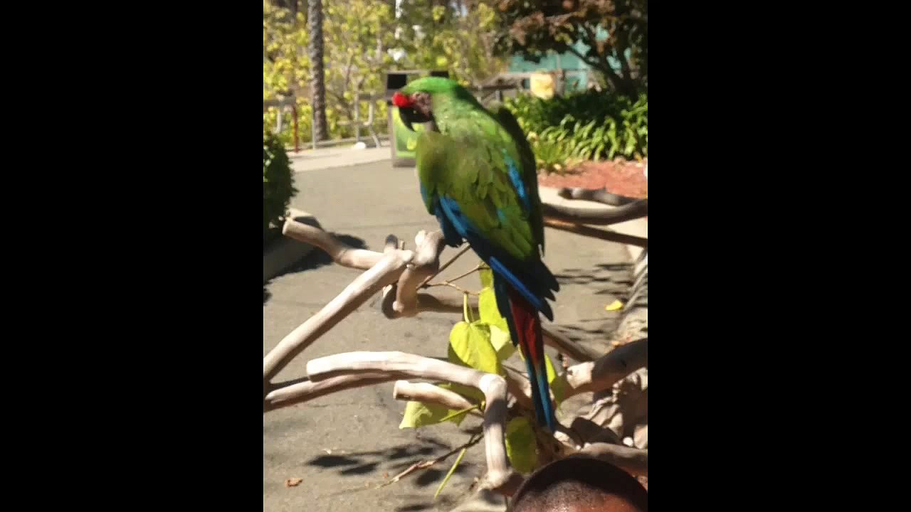 Animals at six flags discovery kingdom