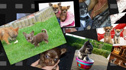 The Chi's Family vous souhaite une Bonne et Heureuse Année 2015