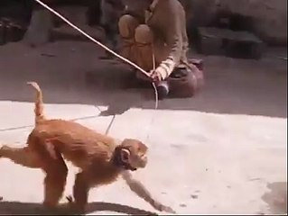 monkey and goat stunt - desi stunt video