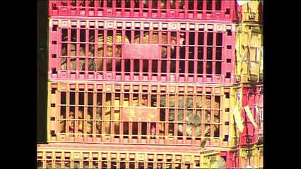 15.000 pollos sacrificados en Hong Kong
