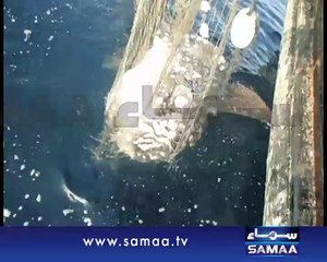 Rare Ocean Sunfish discovered for the first time in Pakistan's waters