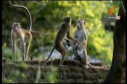 ตามติดชีวิตสัตว์ป่า ตอน ลิง 22DEC14
