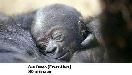 Naissance d'un bébé gorille au zoo de San Diego