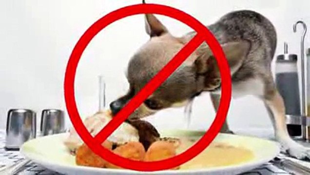 Dog Training Tips - Top 10 Harmful Foods for Dogs