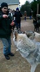 Huggable Howler Sparks Outpouring of Support for New Jersey Wolves