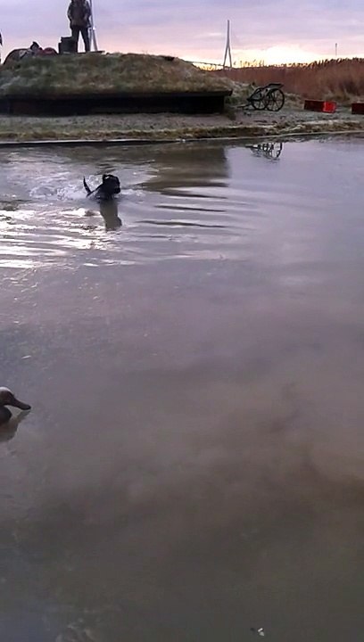 Premiére journée de chasse de Jaguar