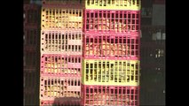 Gripe aviária: Hong Kong sacrifica 15.000 frangos