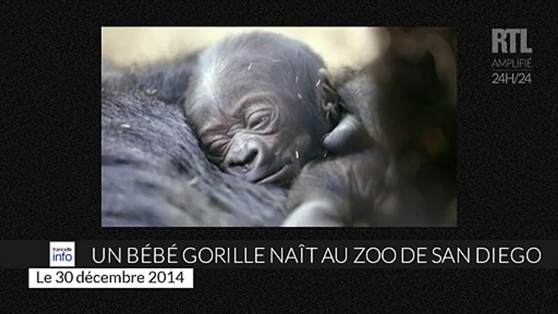 Un Bebe Gorille Nait Au Zoo De San Diego Video Dailymotion