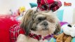 Pampered Pooches- Owner Spends £30,000 Spoiling Her Shih-tzu