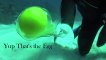 Breaking Egg Underwater - BIOS Water Moves - The Egg trick Under Water
