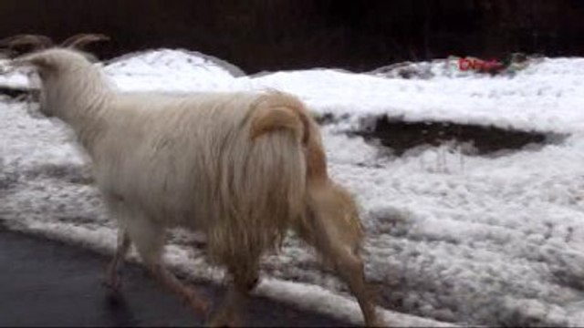 Zonguldak?ta 47 Köy Yolu Ulaşıma Kapandı Haberine Ek