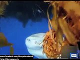 Sunfish habitat, survival in this report - Video Dailymotion
