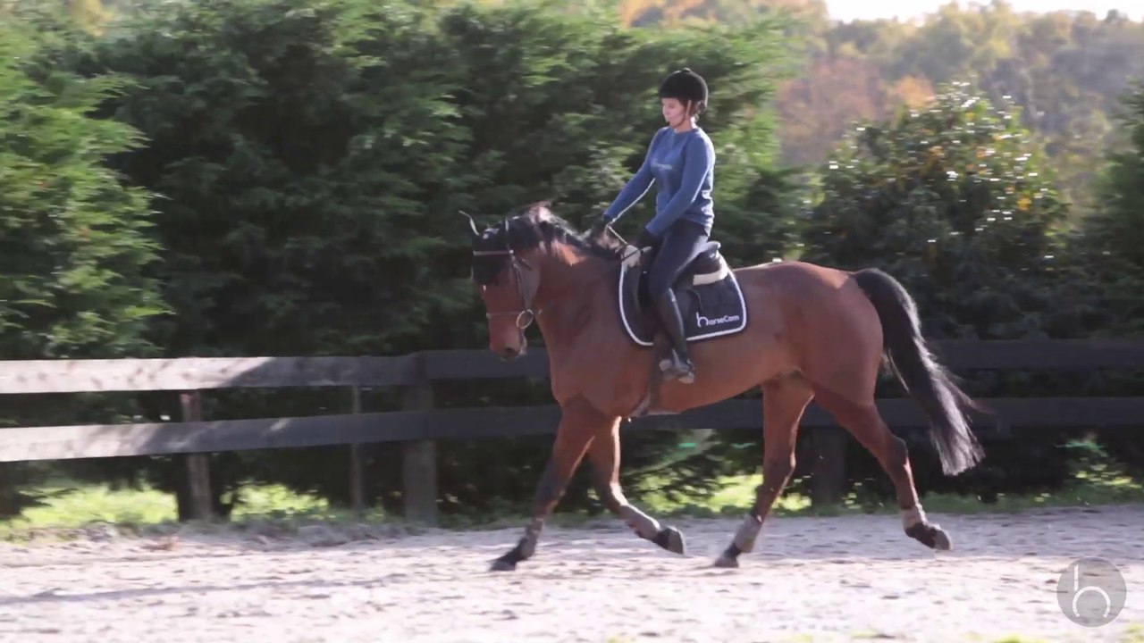 Travail sur le plat by horseCom & Xavier Delalande